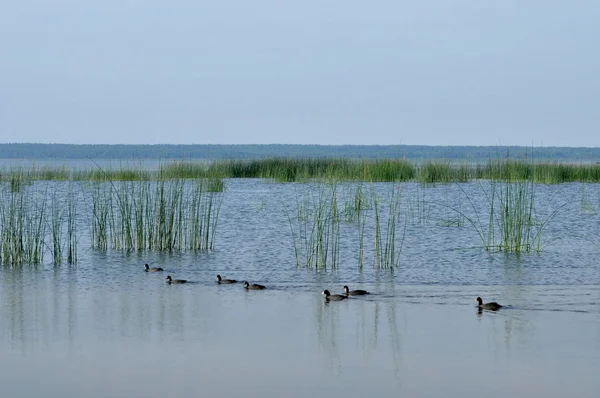 stock image Wild ducks swimming