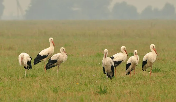 Cigüeñas silvestres caminando por un prado —  Fotos de Stock