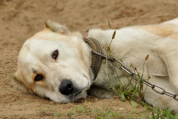 stock image Big dog lying