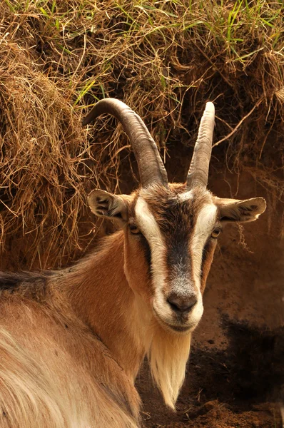 Portret van een geit — Stockfoto