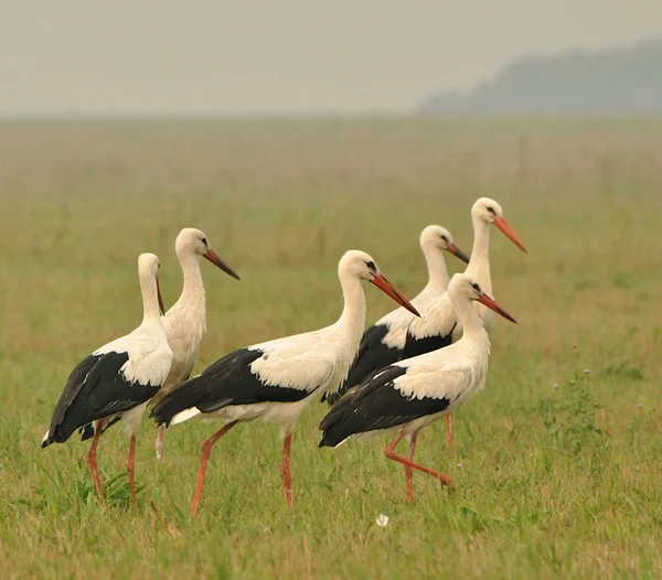 Ptaki dzikie stork, chodzą na łące — Zdjęcie stockowe