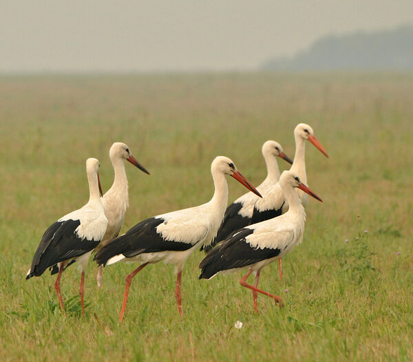 Wild stork birds walking around in a meadow