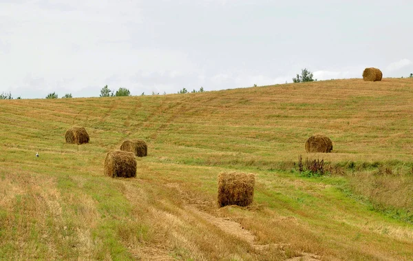 Rollos redondos de pacas de heno en un campo —  Fotos de Stock