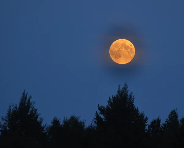 stock image Full moon over forest