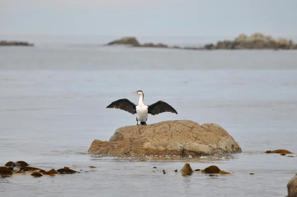 Jalousie - Albatros ondulé — Photo