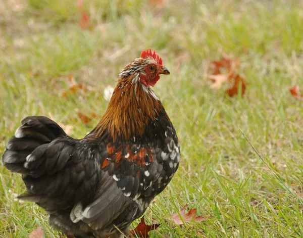 stock image Chicken