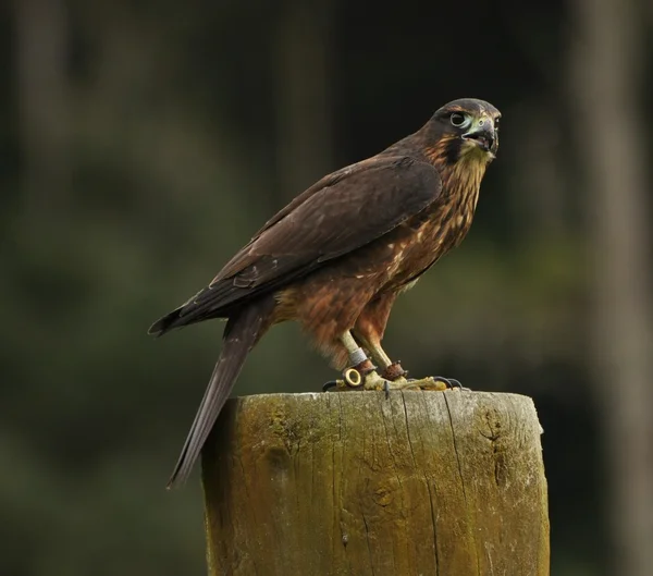 Black Falcon — Stock Photo, Image