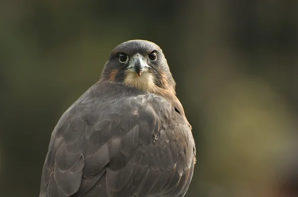 Falco nero — Foto Stock