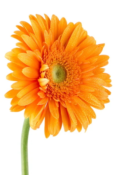 Orangen Gerbera Gänseblümchen Blume — Stockfoto