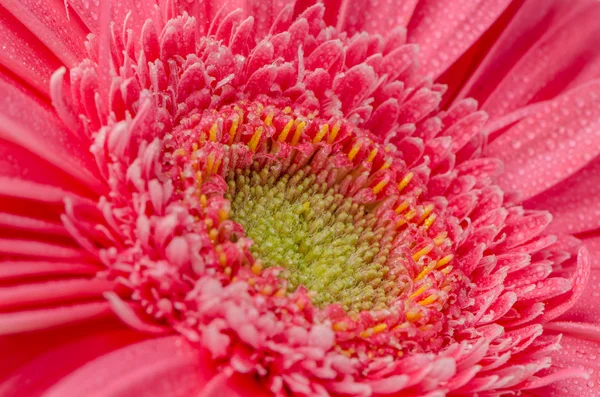 Rosa gerbera blomma — Stockfoto
