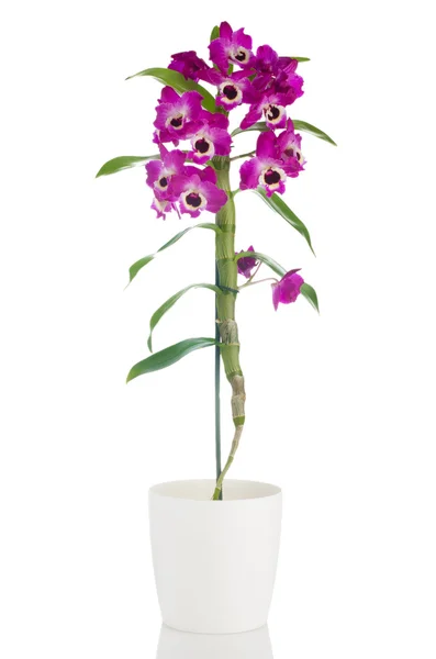 Bir saksının içinde güzel pembe orkide — Stok fotoğraf