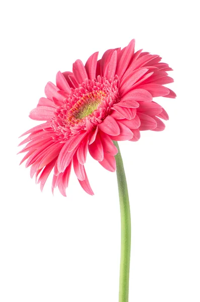Gerbera rosa fiore margherita — Foto Stock