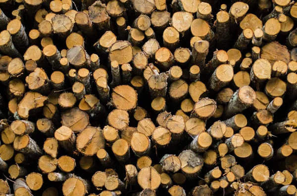 Pile of trees — Stock Photo, Image