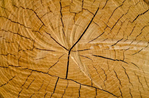 Doku eski çam ağacı kesmek — Stok fotoğraf