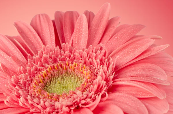 Rosa gerbera blomma — Stockfoto