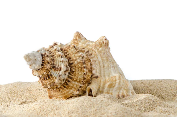巻き貝の殻 — ストック写真