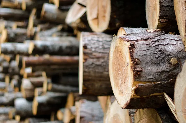 Штабеля деревини — стокове фото