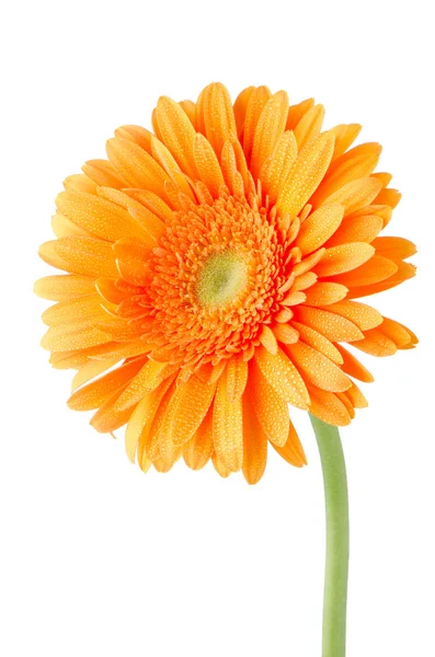 ガーベラ オレンジ色のデイジーの花 — ストック写真