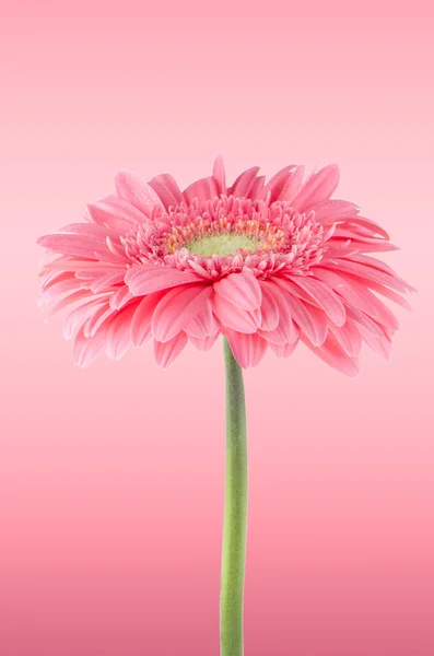 Rosa gerbera flor margarida — Fotografia de Stock