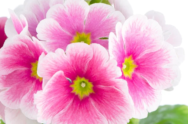 Closeup of pink primrose flowers — Stock Photo, Image
