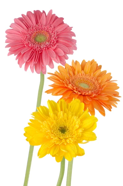 Three colorful gerber daisies — Stock Photo, Image