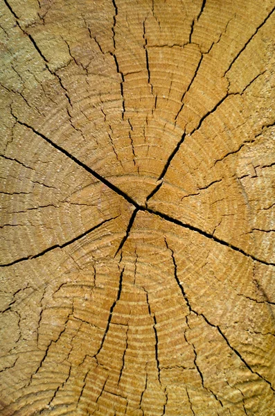 Textura cortada de pino viejo — Foto de Stock