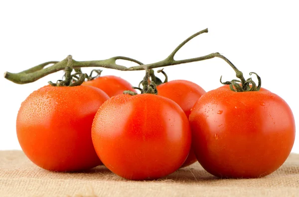 Vinha de tomate cereja — Fotografia de Stock