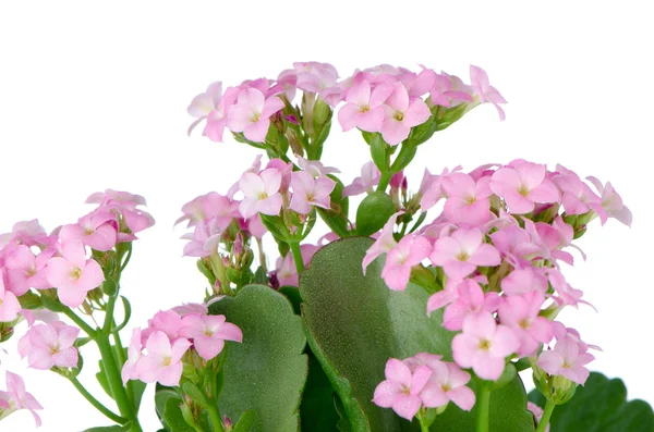 Bellissimi fiori rosa e foglie verdi — Foto Stock