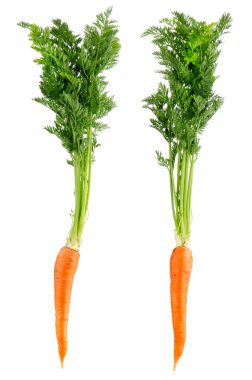 Carrots clipart