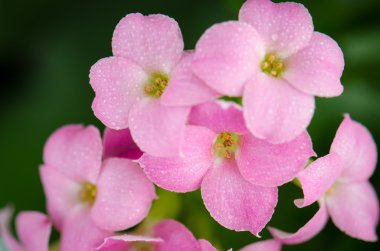 Güzel pembe çiçekler ve yeşil yapraklar