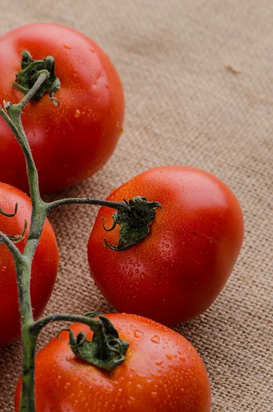 Tomates cerises vigne — Photo