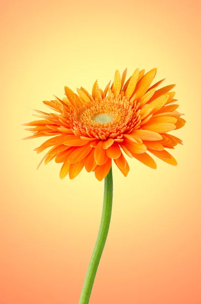 Orange gerbera daisy blomst - Stock-foto