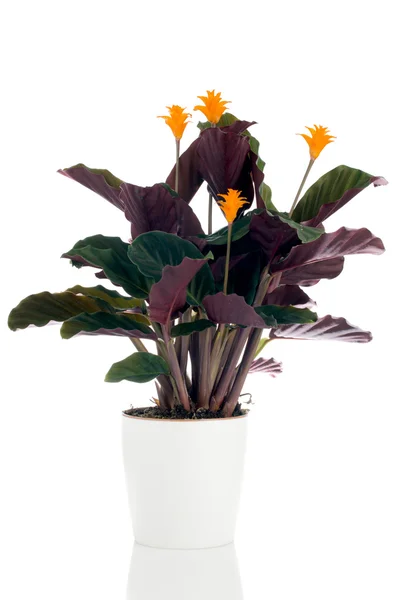 Wieczny płomień kwiat (Kalatea crocata) — Zdjęcie stockowe