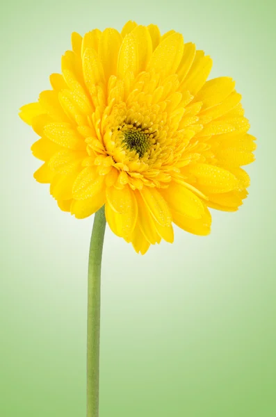 Цветок желтой герберы — стоковое фото