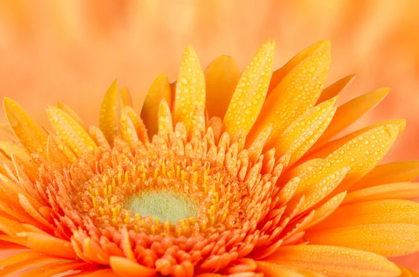 Orange gerbera daisy — Stockfoto