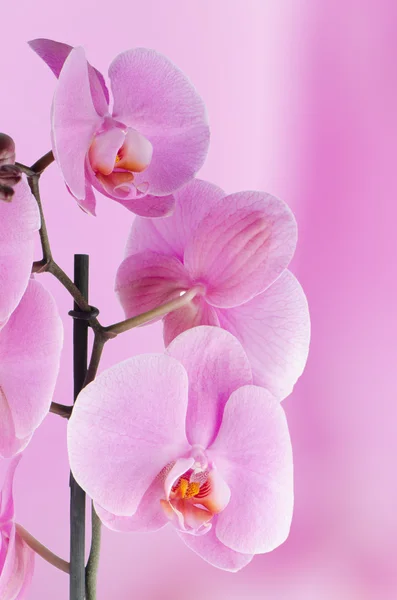 Rosa Orchideen — Stockfoto