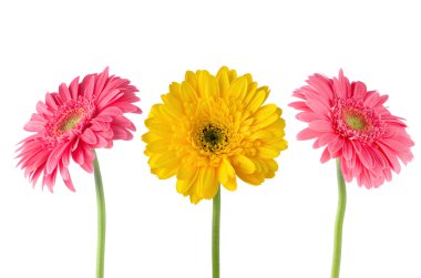 Set of 3 gerberas clipart