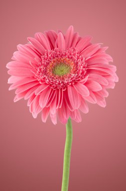 pembe gerbera papatya çiçeği