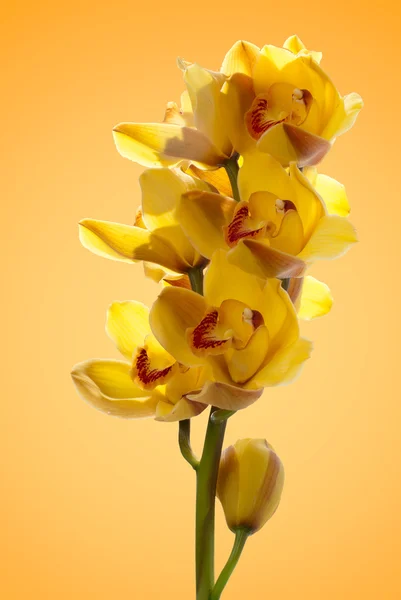 Orquídea fresca de color amarillo brillante — Foto de Stock