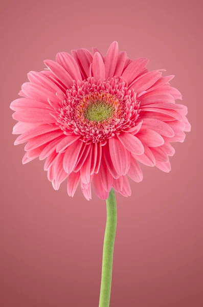 Rosa gerbera daisy blomma — Stockfoto