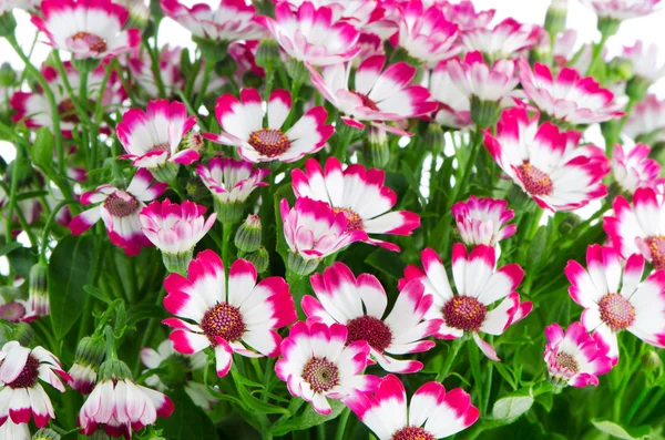 Hermosas flores rosadas y hierba verde —  Fotos de Stock