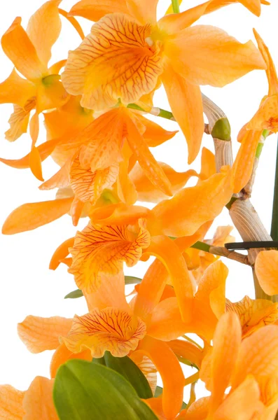 Zbliżenie kwiatów pomarańczowy dendrobium — Zdjęcie stockowe