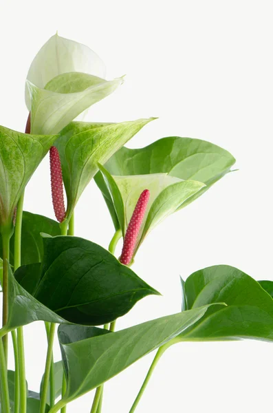 Closeup of anthedesia anthurium — Stock Photo, Image