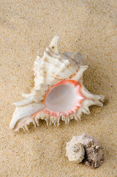 海螺壳和贝壳 — 图库照片