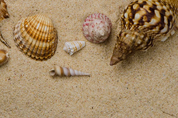 Seashells on the sand — Stock Photo, Image