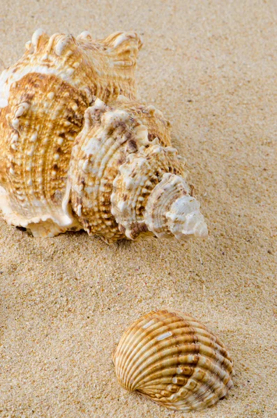 Deniz kabuğu ve kabuklu kum üzerinde — Stok fotoğraf