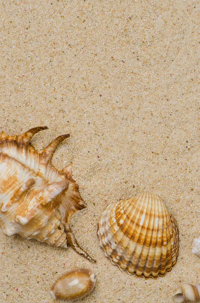 Conchas de mar con arena —  Fotos de Stock