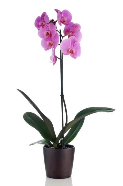 Krásná růžová orchidej v květináč — Stock fotografie