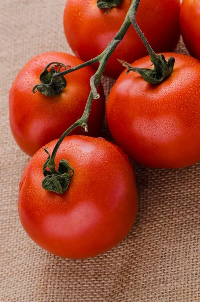 Cherry tomatoes vine — Stock Photo, Image