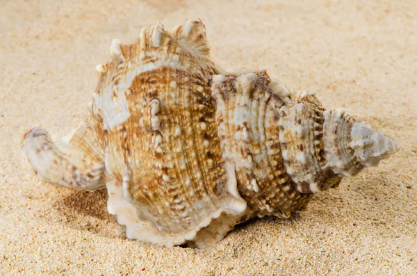 Морская раковина на берегу — стоковое фото